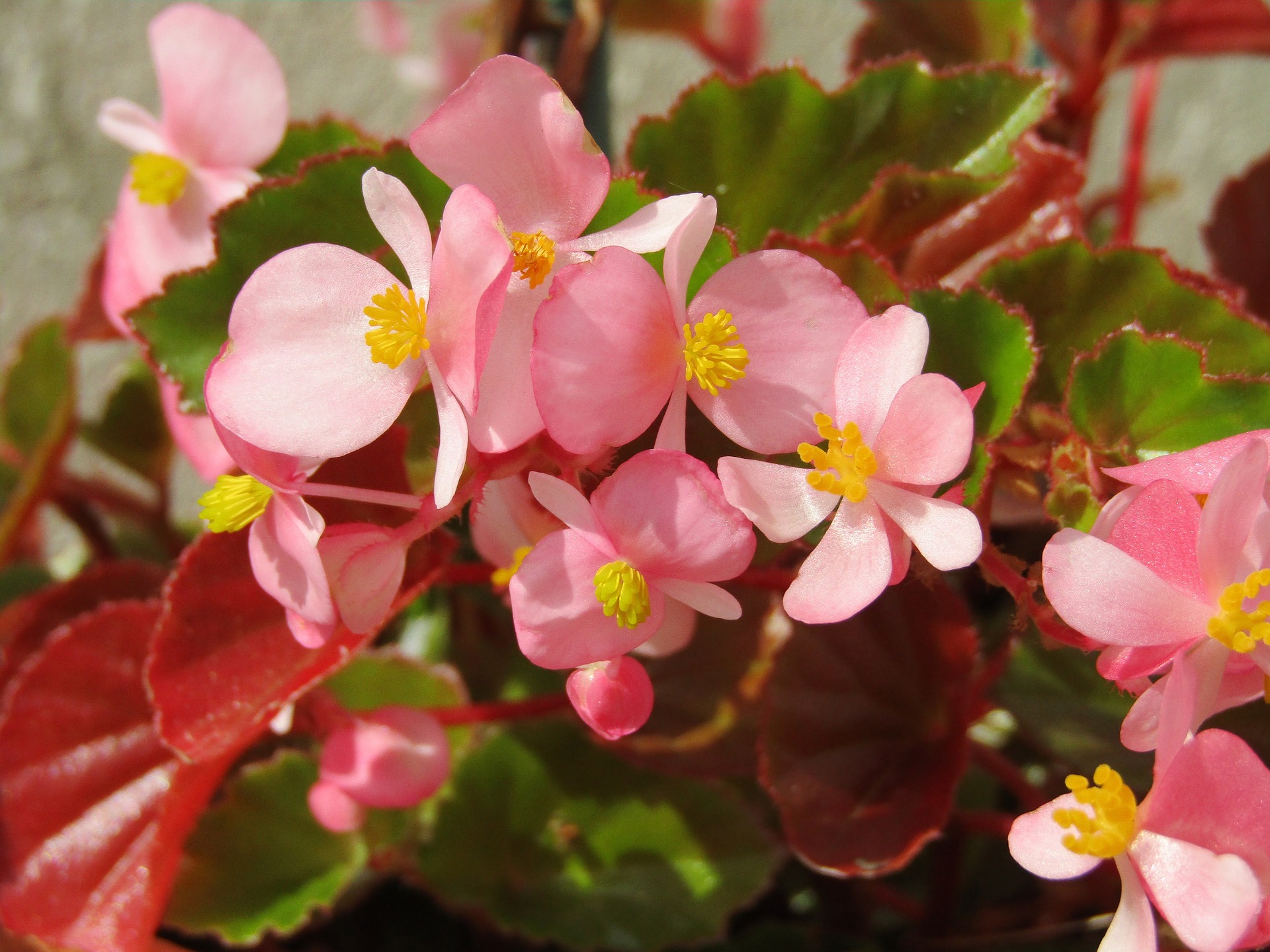 Begonias: variedades y consejos para su cuidado | CUIDAMOS TU JARDÍN